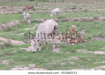 Thai white young cow in rice field