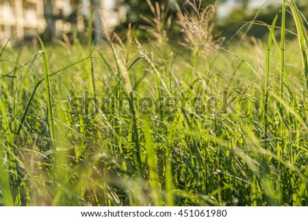Grass is a biennial multi-currency, multi-layer Liliopsida family Poaceae or Gramineae family is well known that such grass (Imperata cylindrica Beauv.) Grass crow's feet.