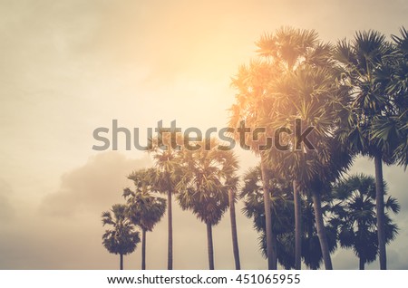 Copy space of tropical palm tree with sun light on sky background. Summer vacation and nature travel concept. Vintage tone filter color style.