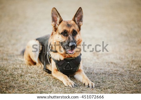 Brown German Sheepdog Sitting On Ground. Guard Dog, Police Dog Royalty-Free Stock Photo #451072666