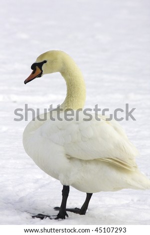 mute swan (cynus olor) in a winter scene