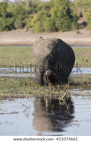 African Elephants feeding and bathing in the Chobe River at Kasane, Botswana