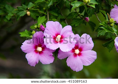 The beautiful rose of sharon
 Royalty-Free Stock Photo #451089163