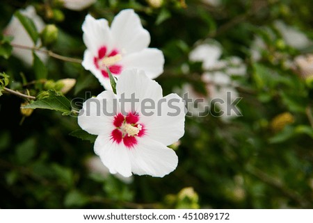 The beautiful rose of sharon
