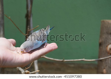 a blue parakeet, one kind of parrot, eating seeds in the hand at the zoo
