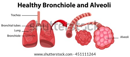 Diagram showing healthy bronchiole and alveoli illustration