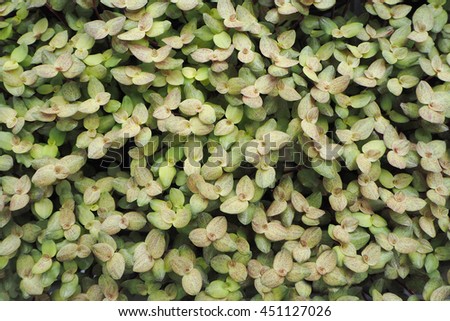 group of green small density leaf background.