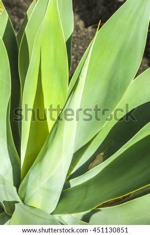 Agave plant in natural sunlight