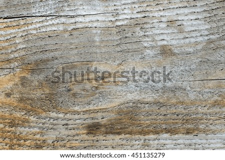 Natural texture of wood in the forest background
