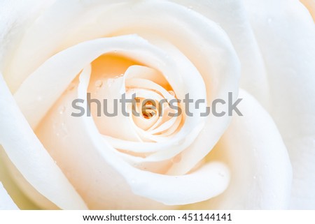 Beautiful white rose with drops, floral background. 