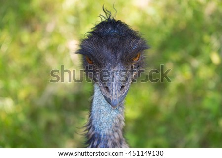 angry ostrich.