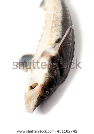 Dead fresh sterlet fish isolated on white background