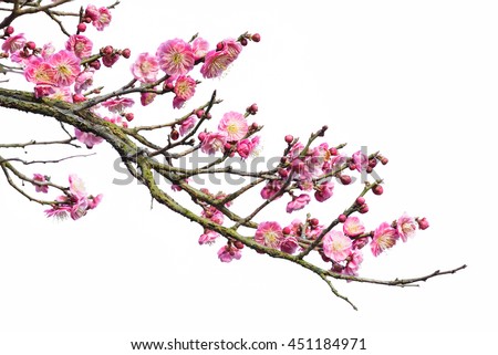 Plum Blossom Isolated on White Background. Royalty-Free Stock Photo #451184971
