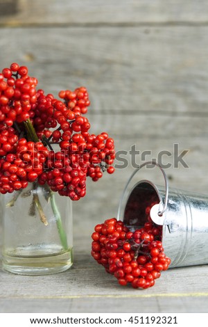 red berries of Elder (Sambucus)  flowering plants, bucket and decorative vase selective focus, blurry background. 
