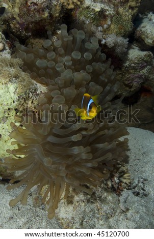 Wide angle view of a Red sea anemonefish (amphiprion bicinctus) in the prtoection of its? host Bubble anemone (entacmaea quadricolor). Red Sea, Egypt.