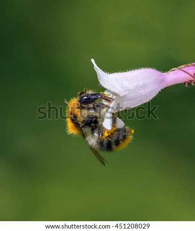 Bee sitting on flower bell, blurry background
