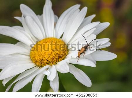 Speckled beetle sits on Daisy