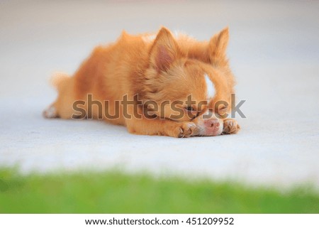 Cute chihuahua dog sleep at road