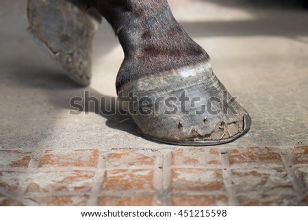Close up of a horse's hooves. Royalty-Free Stock Photo #451215598
