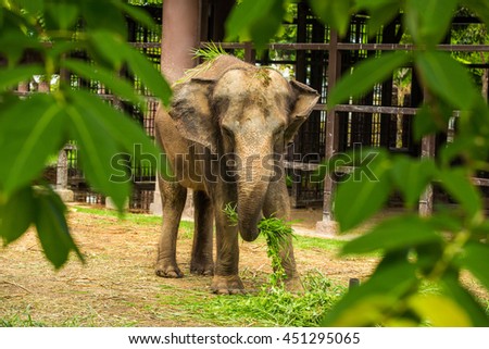 Elephant eating grass in zoo.