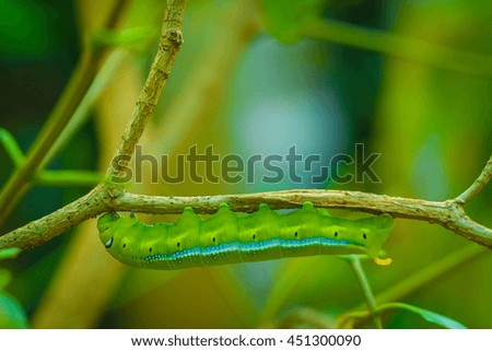 Worm, big, Worm the caterpillars eating leaves and stems of plants.