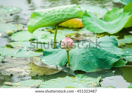 lotus flower in the pool, pool in the Garden
