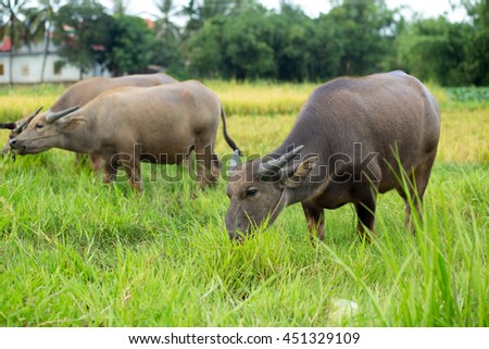 Vietnamese caws at grass in the countryside