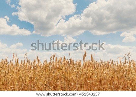 Wheat field. full of ripe grains, golden ears of wheat or rye on a blue sky background. Rich harvest Concept. majestic rural landscape. creative picture of nature.