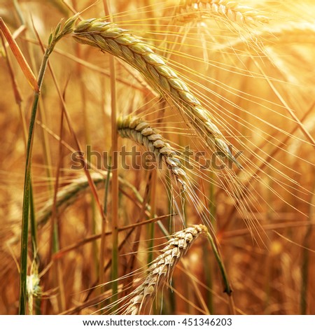 Wheat field. Golden wheat ears close up with the sun. A fresh crop of rye. rich harvest concept. Rural landscape under shining sunlight. for the design. Soft lighting effects. small depth of field.