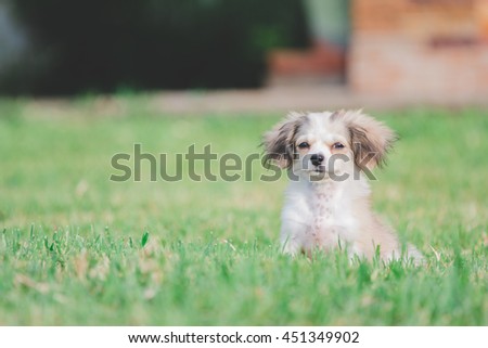 Dog / Shih-Tzu / Chihuahua