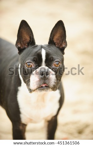 Boston Terrier dog portrait