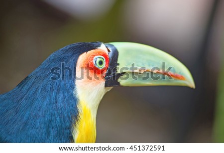 Colorful toucan in the wild