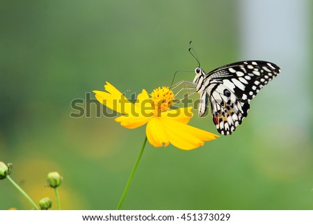 The Lime Butterfly (Papilio demoleus), Thailand