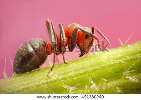 ant close up sitting on a nettle