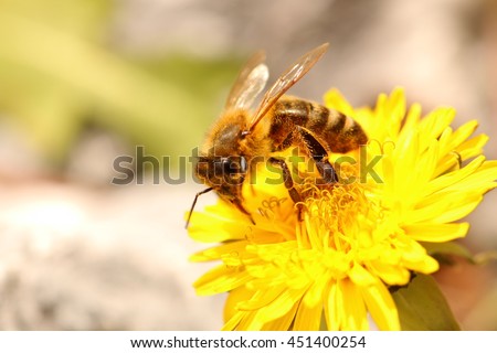 Honey Bee collecting pollen on a Dandelion Royalty-Free Stock Photo #451400254