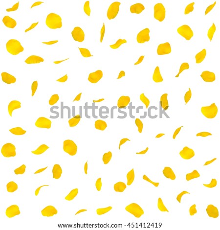 Seamless texture of yellow rose petals. Isolated background Royalty-Free Stock Photo #451412419