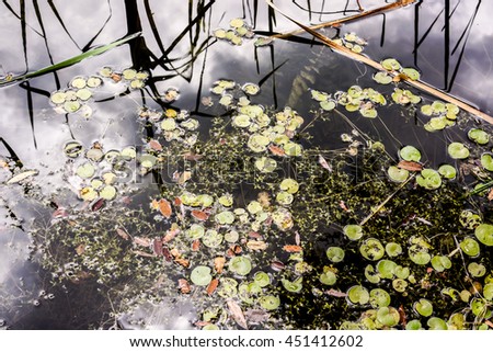 Bright green lilly pad's cover the surface of a pond and reflection in the water 
