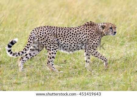 Cheetah on grassland in National park of Africa