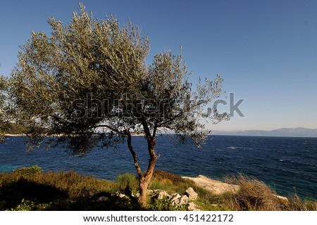 lonely tree olive at Paxos Island, Ionian Islands,Mediterranean Sea 