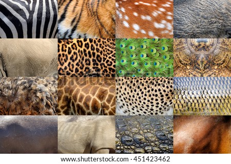 Collection of many real wild animals skin furs