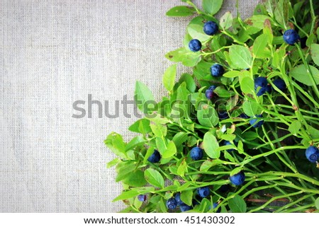 Grey textile background with bunch of natural blueberry plant. Wild plants decor element. Copy space