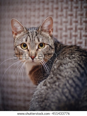 Portrait of a domestic striped cat half-turned.