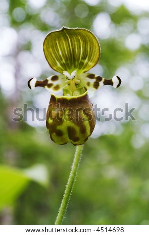 Cypripedium Yatabeanum Makino