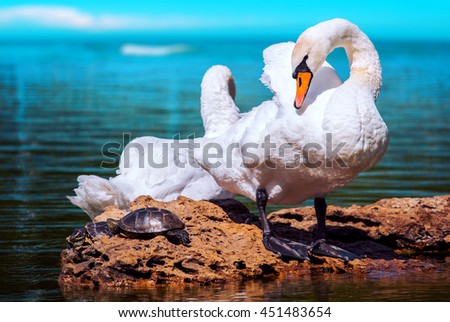 Beautiful white swans in the sea
