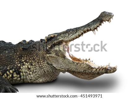 Crocodile open mouth on white background Royalty-Free Stock Photo #451493971