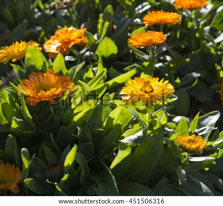 Sunny Calendula officinalis a plant in the genus Calendula of the family Asteraceae brighten up the garden with  daisy-like flowers with ray and disc florets  in yellow and orange in winter. 