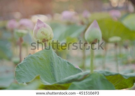 Tropical lotus flower in the pond and blurred background