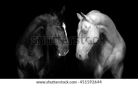 Couple of horse in black