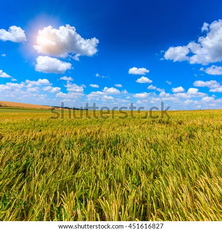 Wheat field and perfect blue sky background. A fresh crop of rye.  Rich harvest Concept. majestic rural landscape field green wheat  under shining sunlight.  creative picture of nature.
