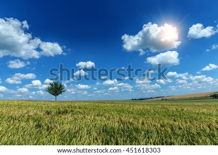 Wheat field on the perfect blue sky background. A fresh crop of rye.  tree on the wheat field. majestic rural landscape field green wheat  under shining sunlight. creative picture of nature